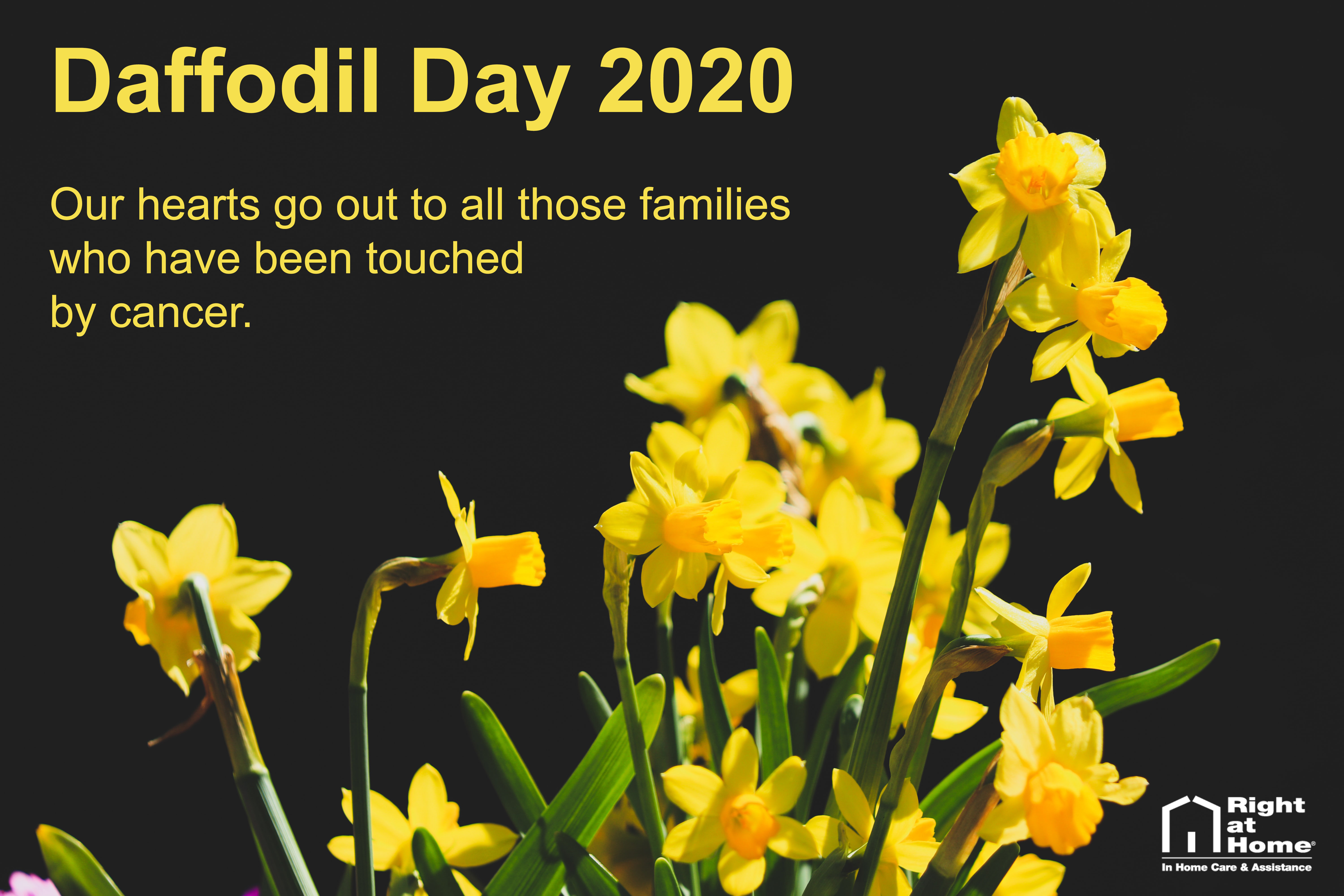 Daffodil Day 2020 Blog 1