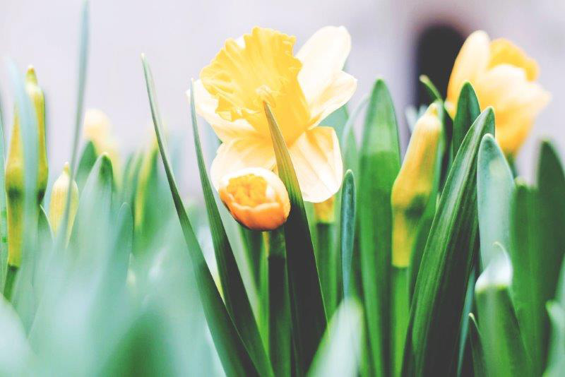 Daffodil Day Blogsize 2017